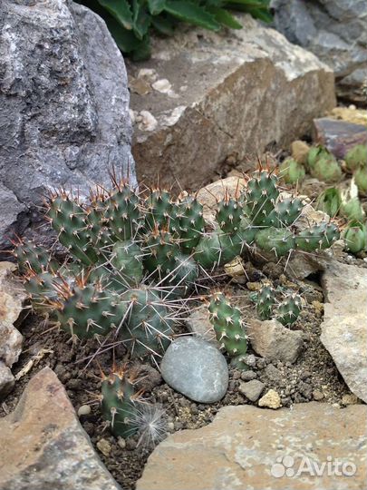 Морозостойкие кактусы, молодило, очитки