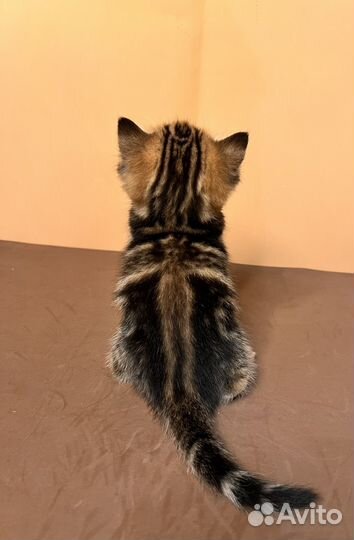 Шотландские прямоухие котята