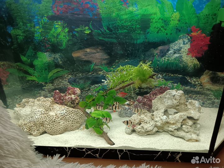Аквариум