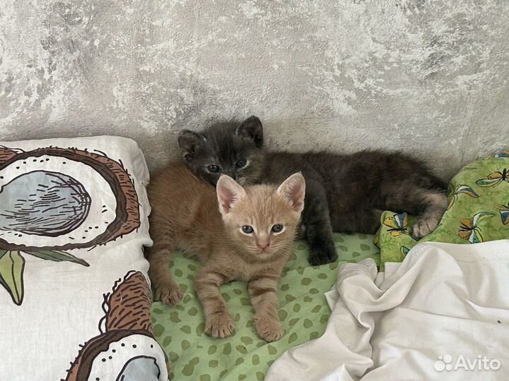 Котята в добрые руки