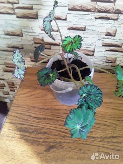 Комнатные растения