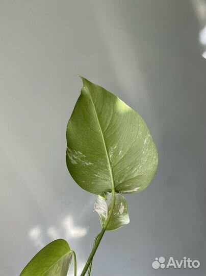 Монстера росток вариегатная