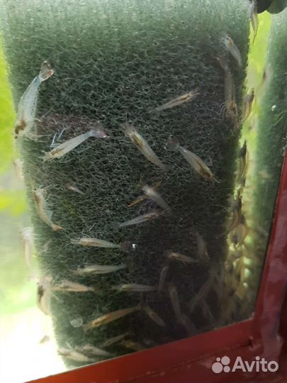 Креветки амано розница и оптом, доставка