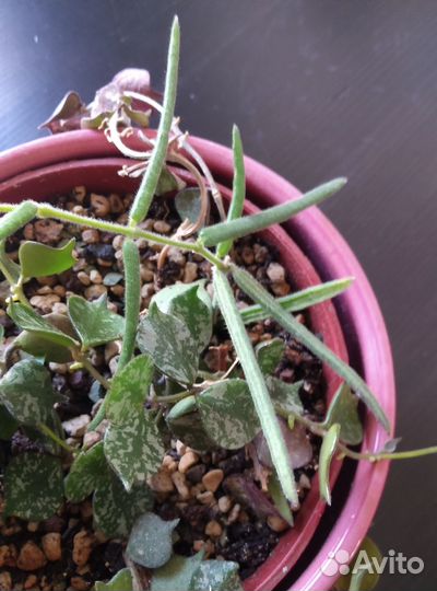 Хойя 2 вида в одном горшке