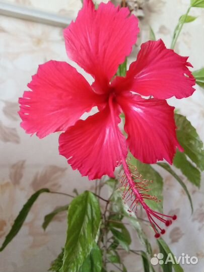 Гибискус пестролистный