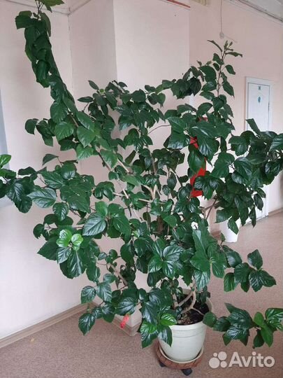 Гибискус китайская роза