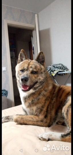 Акита-ину вязка кобель