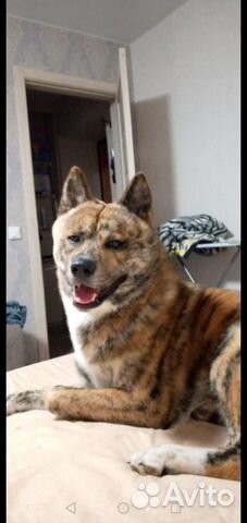 Акита-ину вязка кобель