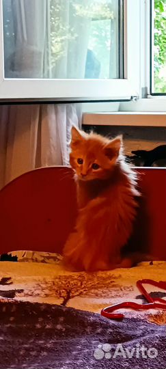 Кошки мейн-кун