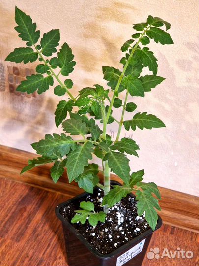 Рассада томатов