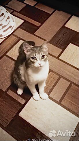 Котята 8 мес