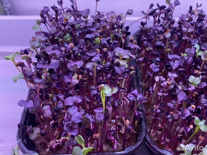 Микрозелень