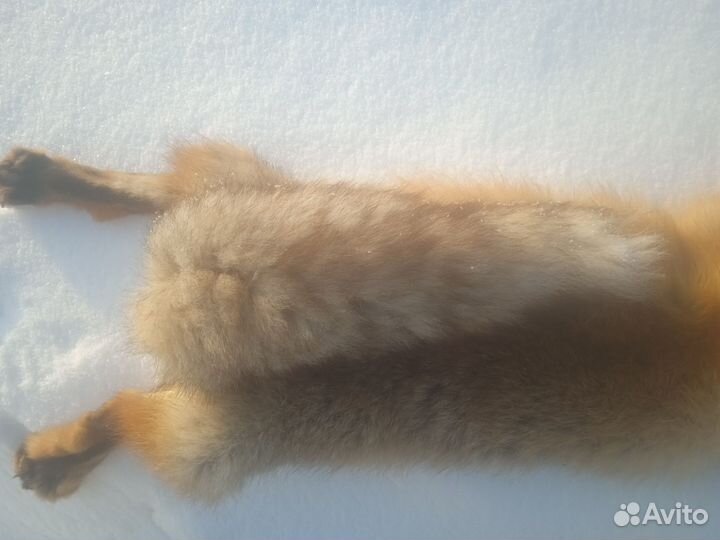 Шкура лисы на воротник