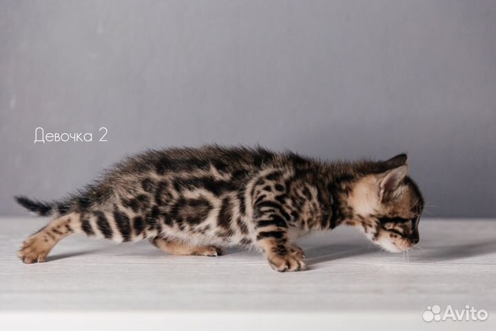 Бенгальские котята