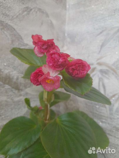 Бегония вечноцветущая махровая