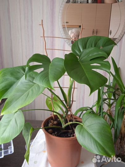 Комнатные цветы Монстера