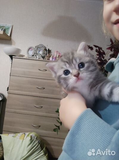 Британцы метисы