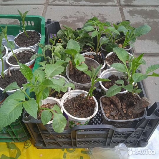 Рассада цветов многолетников и сортовых георгин