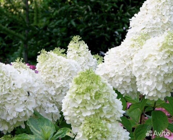 Грандифлора Гортензия метелчатая