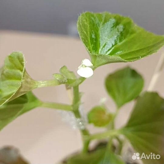 Бегония + кашпо + грунт