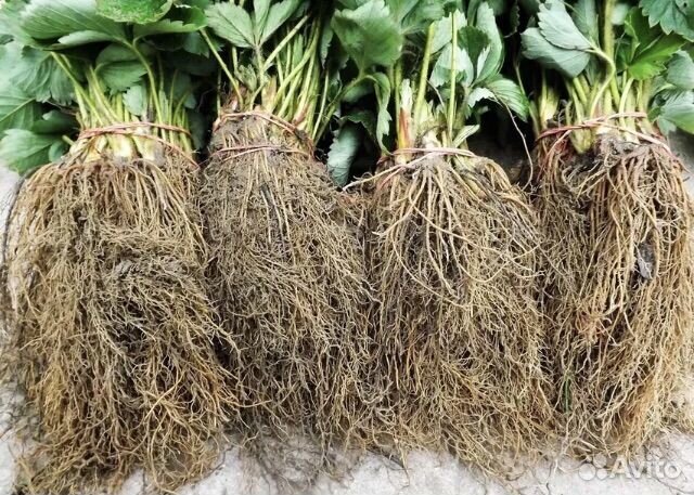 Продажа клубники фриго