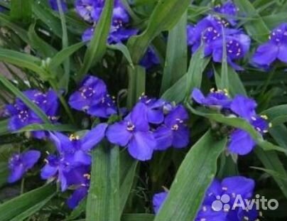 Хеномелис, дороникум, овсяница, фалярис идр