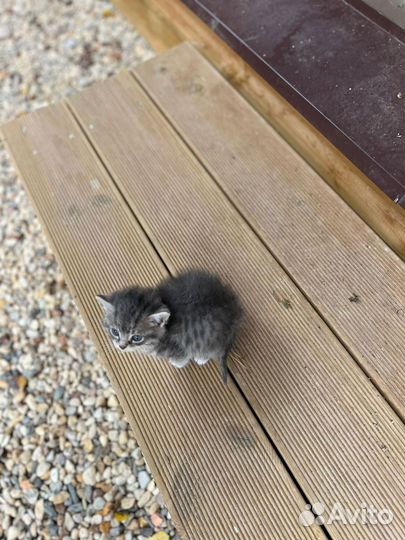 Котенок серая девочка в добрые руки