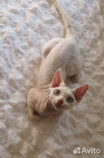 Котенок девон рекс