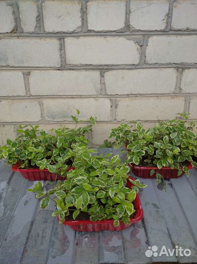 Многолетники в сад