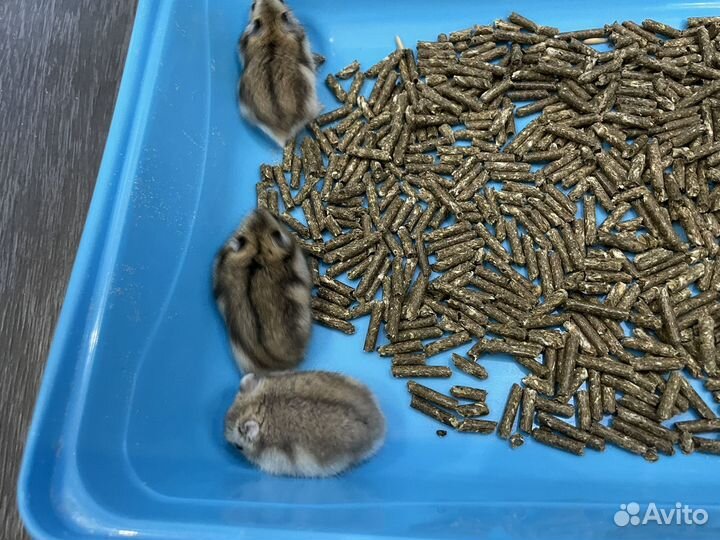 Джунгарский хомяк