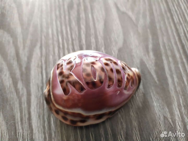 Ракушка Коля