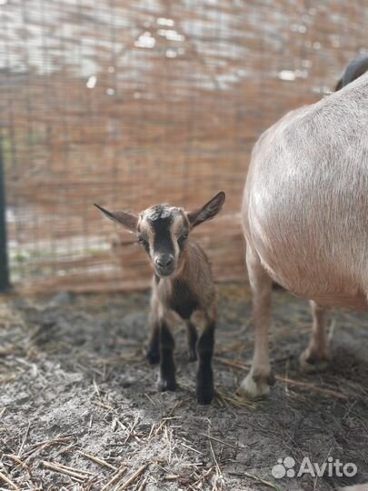 Камерунские козлята