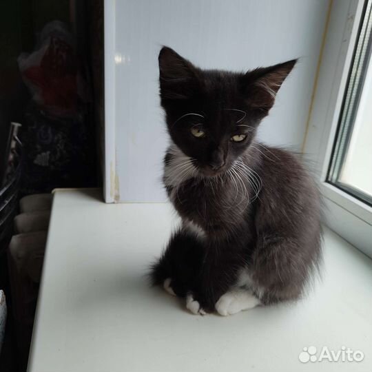 Шоколадка ищет дом