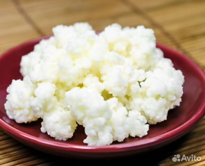 Тибетский молочный грибок