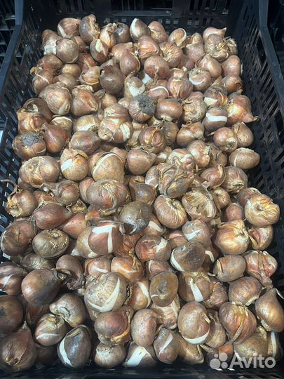 Луковицы тюльпанов для выгонки