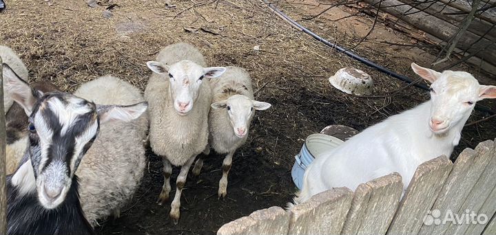 Овцы бараны ягнята