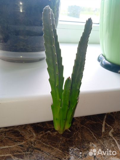 Сансевиерия, хлорофитум, стапелия, пеперомия