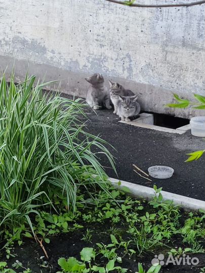 Котята