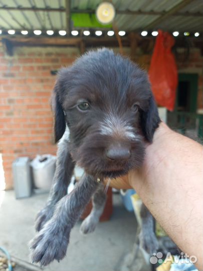 Щенки дратхара продажа