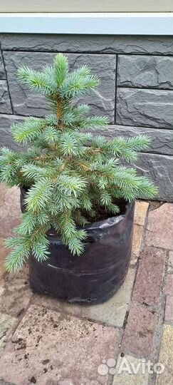 Ель голубая