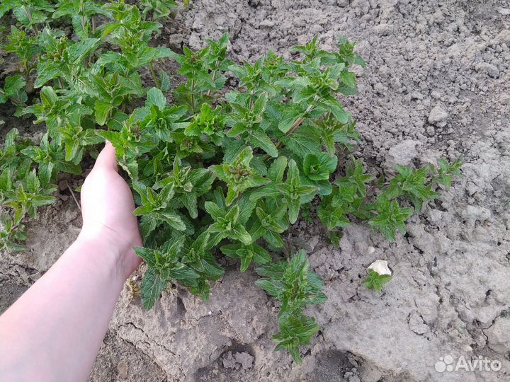 Вероника кустовая