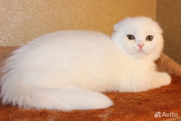 Шикарный шотландский фолд котик.Доставкв в подарок