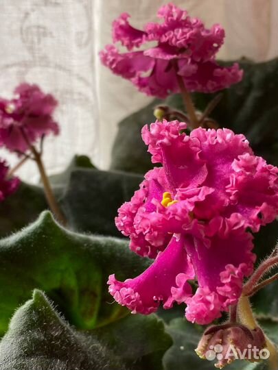 Сортовые фиалки