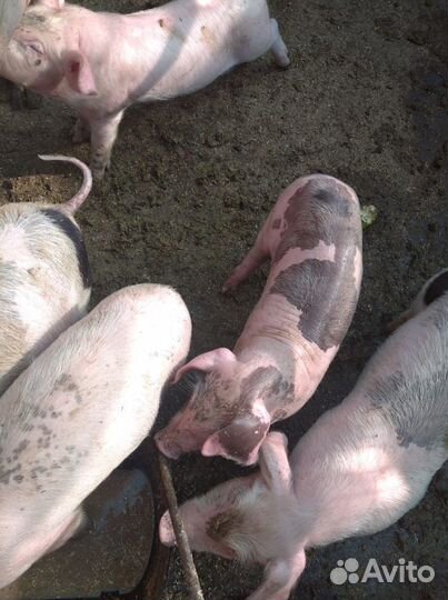 Поросята