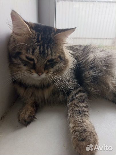 Котики Эрик, Шурик, Ося бесплатно в добрые руки