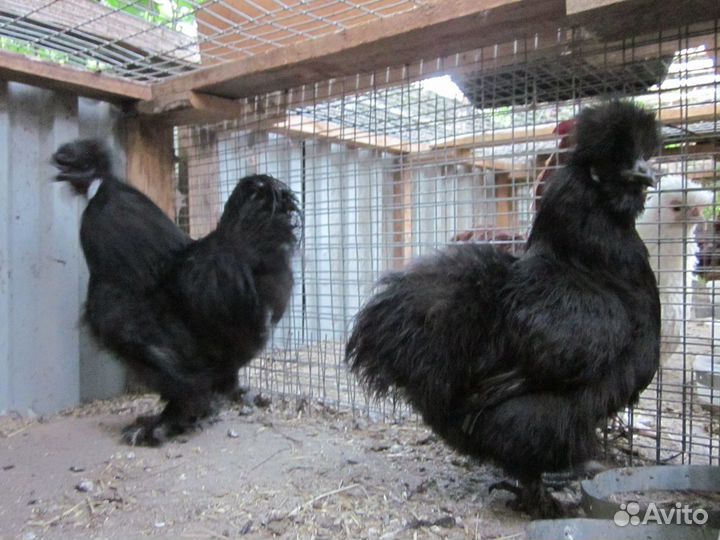 Инкубационное яйцо,цыплята, куры