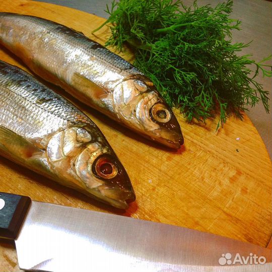 Байкальская рыба. Омуль, Сиг, Хариус, Пелядь