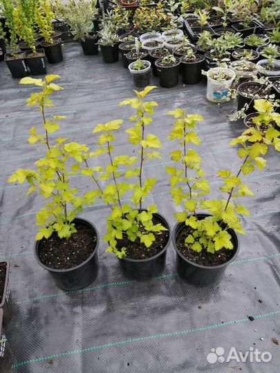 Пузыреплодник калинолистный