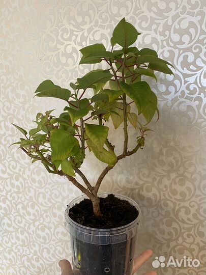 Пуансеттия 3 года