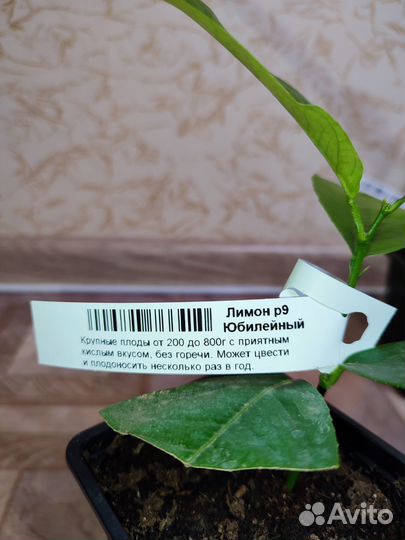 Лимонное дерево лимон привитое